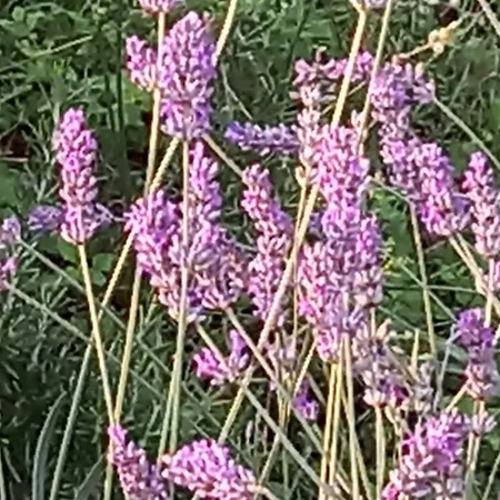 Casa Del Codirosso 別荘