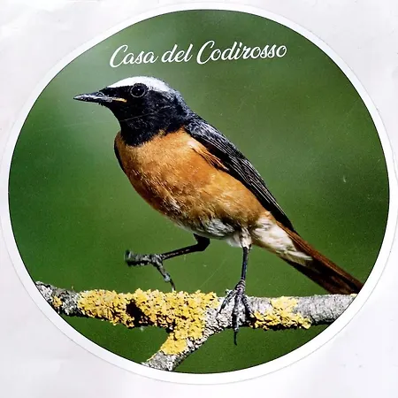 Casa Del Codirosso *